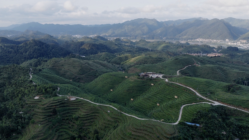 贵州山王果公司刺梨种植基地。