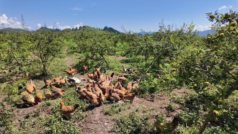 鸡群在贵州山王果公司刺梨种植基地里觅食。