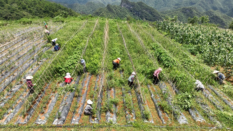 农户正在示范基地进行人工除草作业。