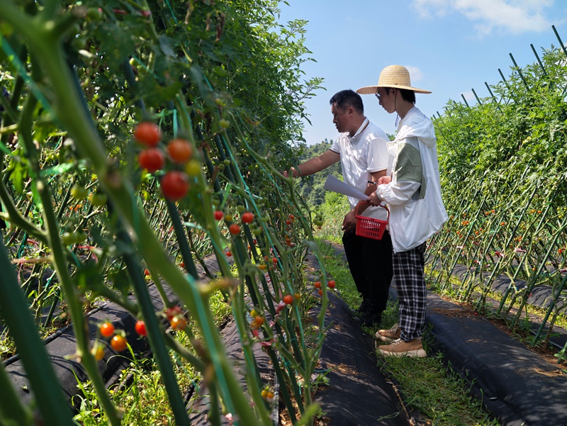 农业专家逐株清点株数、登记挂果量。
