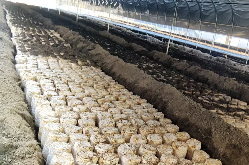 海子街镇黑泥井社区食用菌基地。朱欣摄
