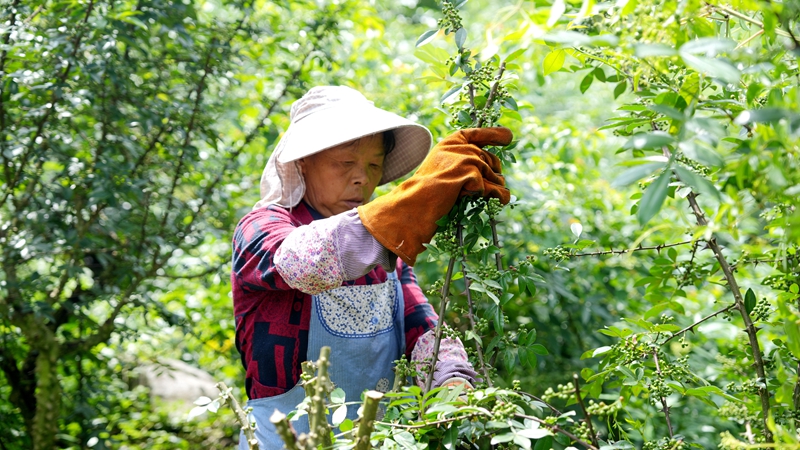 图为温泉村花椒基地青花椒采收现场8