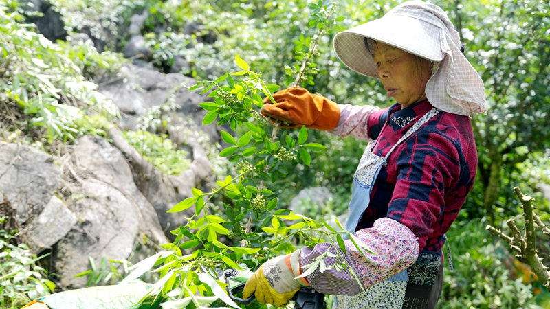 图为温泉村花椒基地青花椒采收现场5