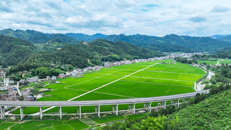 三穗县长吉镇贵秧村水稻制种示范基地。 (杨剑 摄)