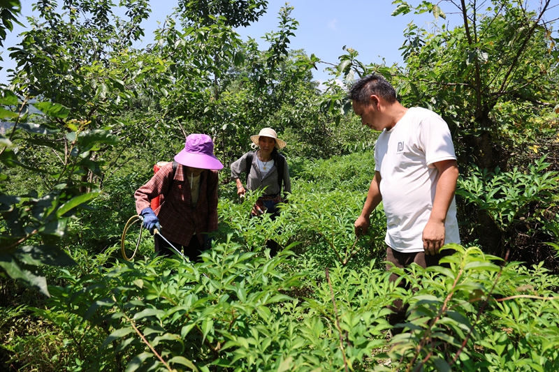 撒拉溪镇永兴村林果基地 种植户正在进行管护 陈维 摄 (2).jpg