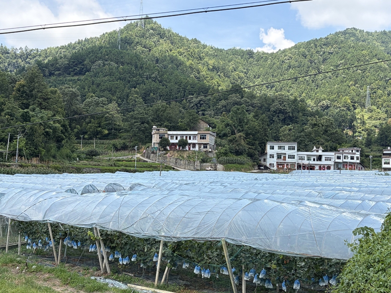 罗甸淘果汇葡萄庄园.jpg