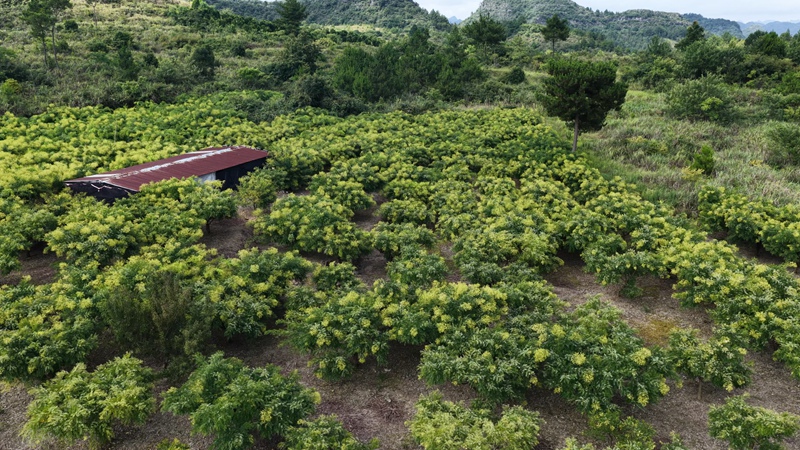 贵州独山盖寨村160亩槐米喜迎丰产 (1)