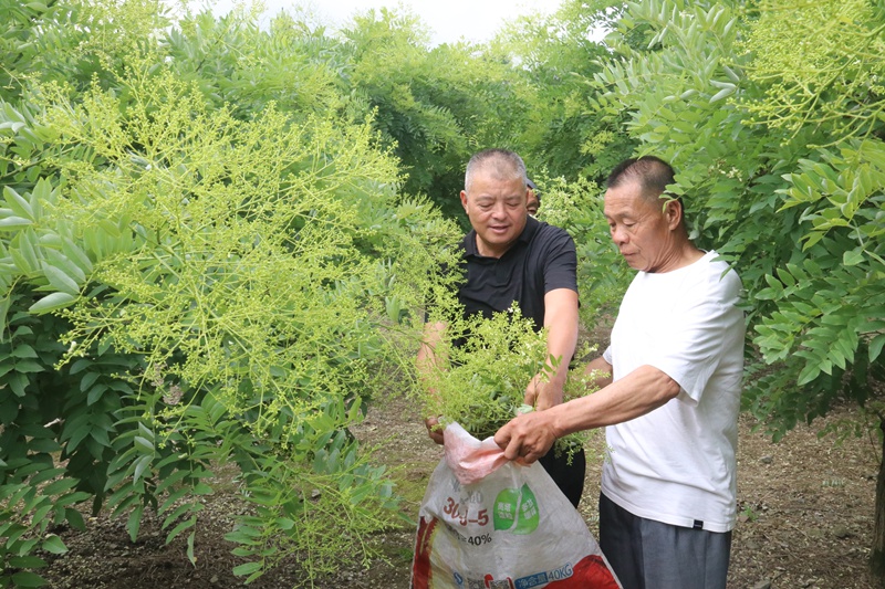 贵州独山盖寨村160亩槐米喜迎丰产 (2)