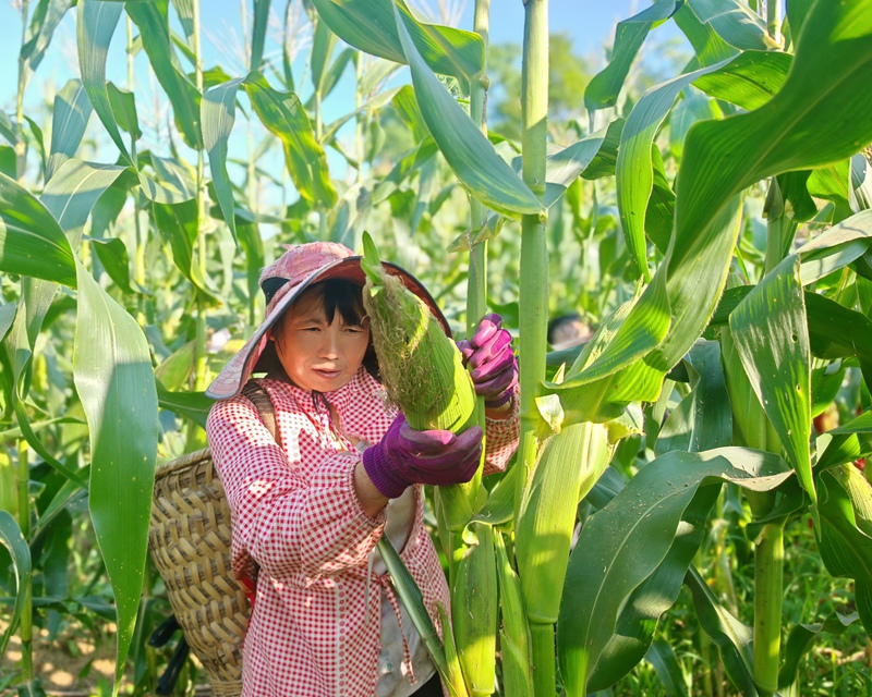 村民正在采收玉米(邓连林 摄)