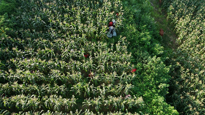 玉米采收现场(邓连林 摄)
