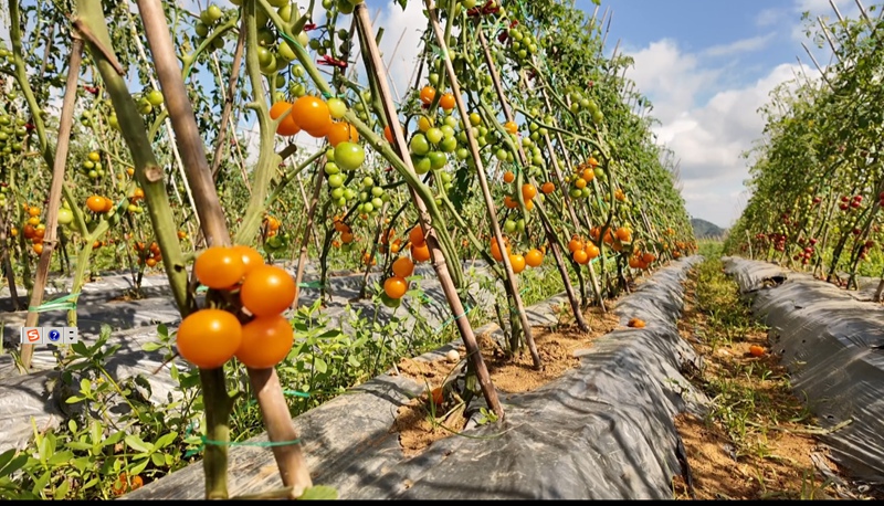 凯里市三棵树镇偿郎村酸汤原料标准化种植基地。