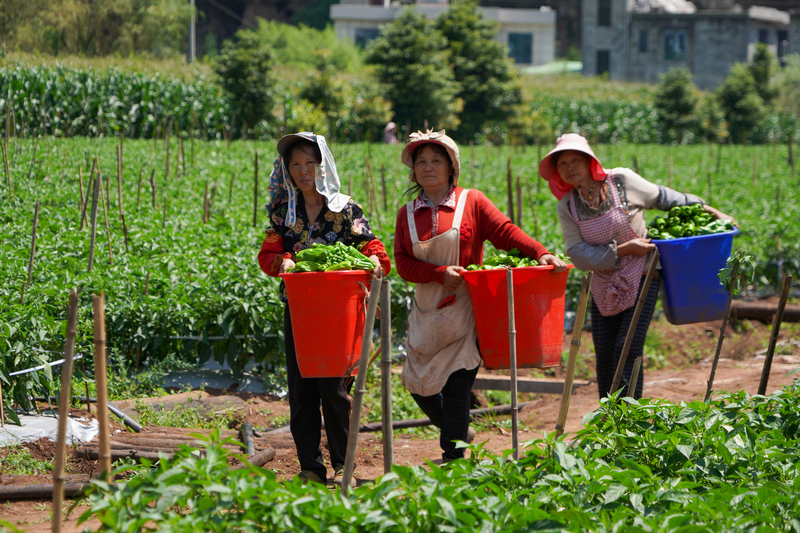 7月16日，在猴场镇倮末村辣椒种植基地，务工群众在搬运刚采收辣椒。赵庆能摄