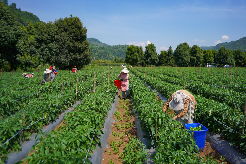 7月16日，在猴场镇倮末村辣椒种植基地，务工群众在采收辣椒。赵庆能摄