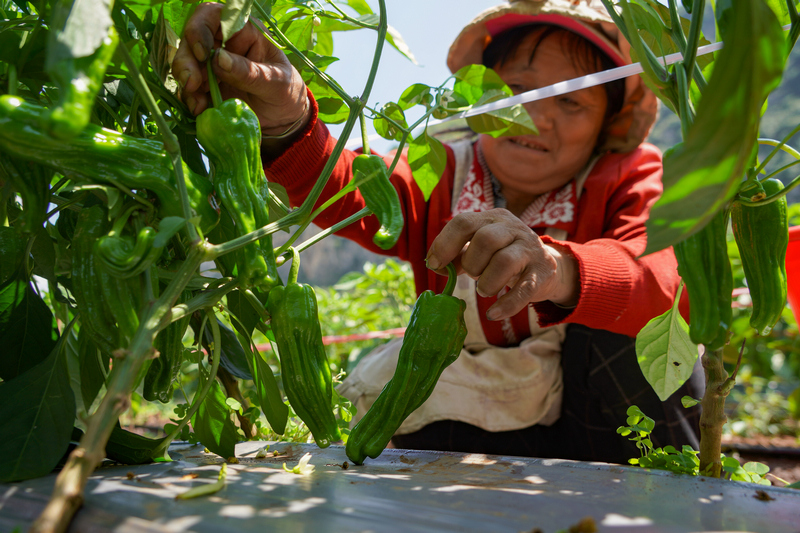 7月16日，在猴场镇倮末村辣椒种植基地，务工群众在采收辣椒。赵庆能摄