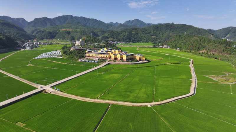 1、岑巩县思旸镇磨寨村的水稻制种基地美如画。（杨云 摄）