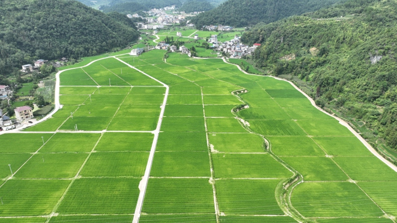 5、岑巩县天马镇天马村大田坝水稻制种基地。（沈启照 摄）.jpg