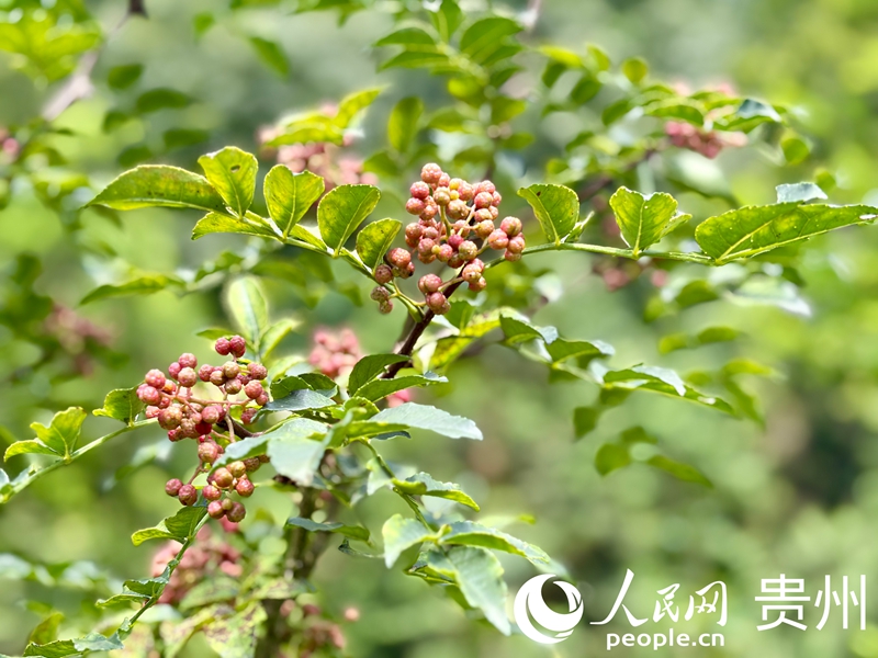 红绿相间的花椒树。人民网记者 李丽萍摄