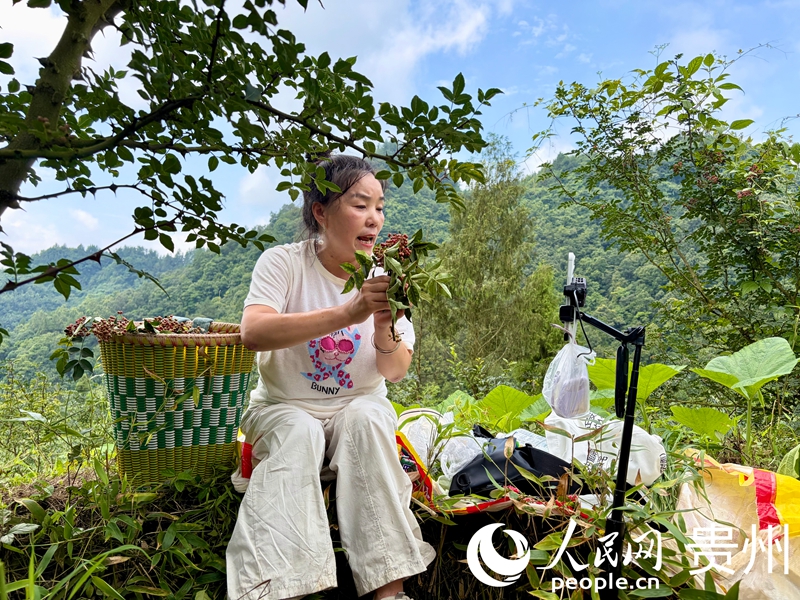 主播介绍花椒特点。人民网记者 李丽萍摄