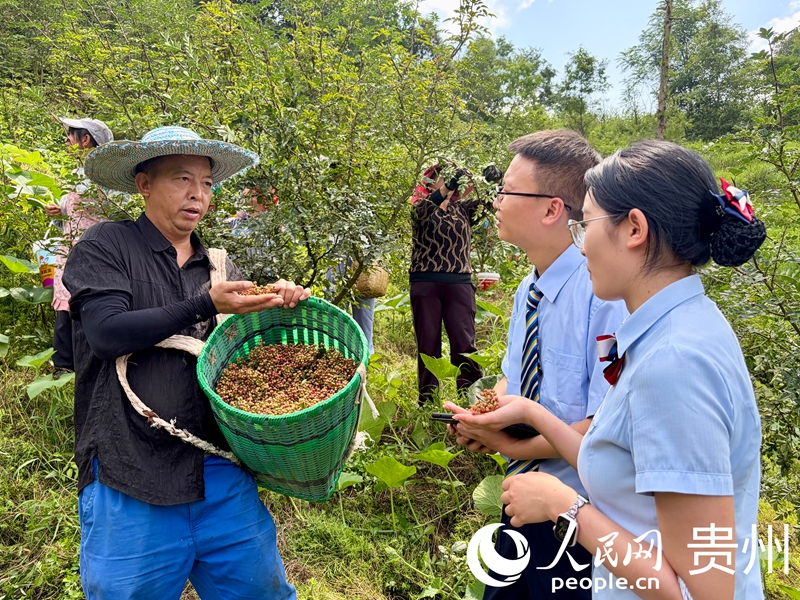 高雄向邮储银行工作人员介绍花椒销售情况。人民网记者 李丽萍摄
