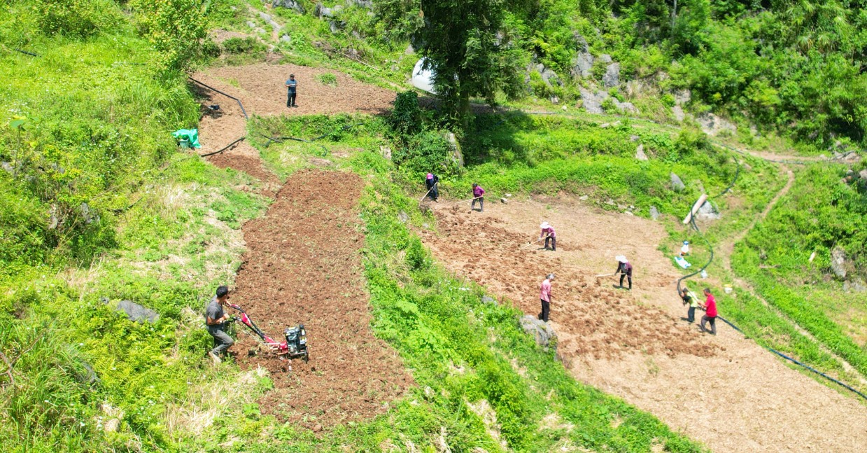 田间分工协作。