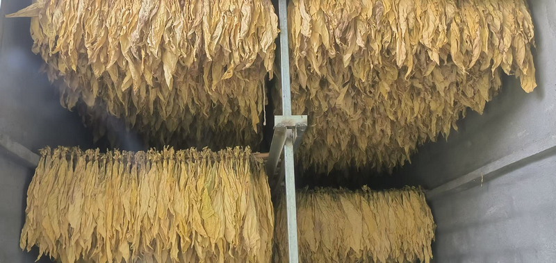 烤房内一杆杆金黄烟叶整齐排列。