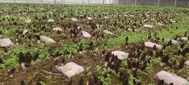 图为：华宇天晨公司培育种植的羊肚菌