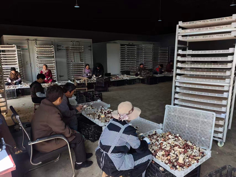 图为：食用菌基地工人正在对采收的赤松茸进行分拣 (2)
