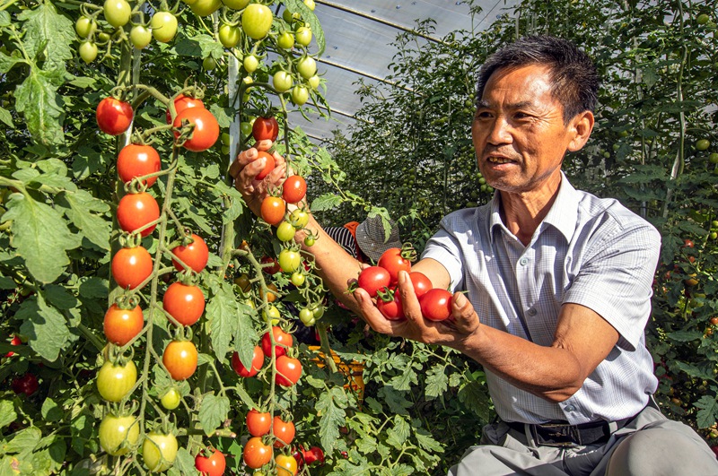 2026年7月20日，貴州省黔西市洪水鎮長堰社區聖女果種植基地，村民採摘聖女果。4T9A8793