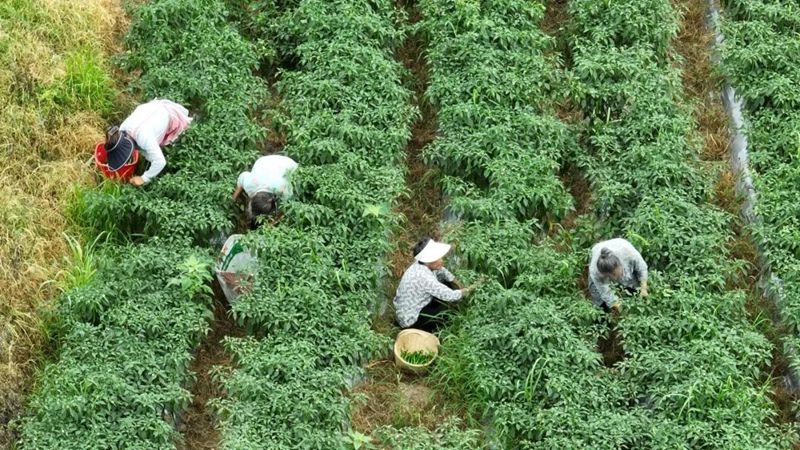 1、觀山湖區金華鎮蒼坡村安王寨的設施蔬菜基地內一派繁忙景象。