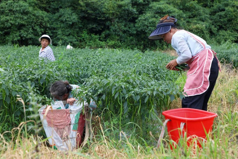 2、農戶穿梭在翠綠椒田間，抓緊採摘成熟的辣椒。