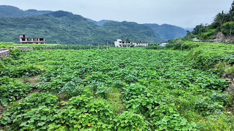 图为普定县猫洞乡和谐村佛手瓜尖种植基地。