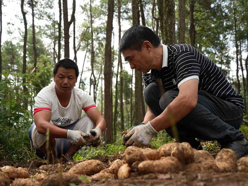 贵州德江天麻新鲜出土。