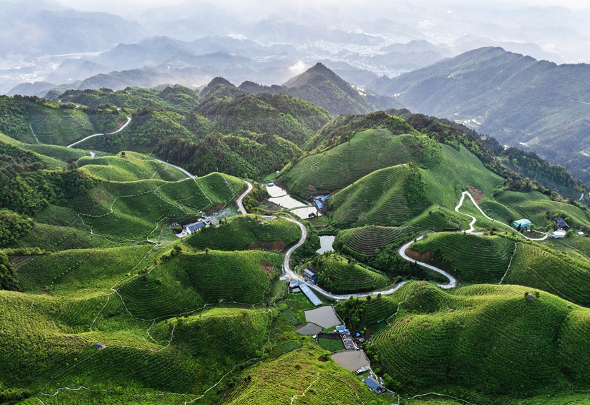 雷山脚散茶场数字化茶园基地。