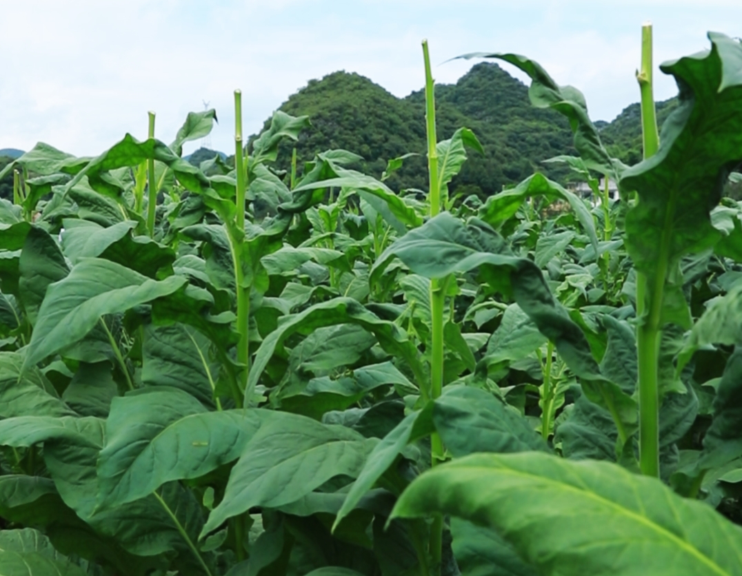 等高帶莖打頂之后煙田煙株長勢。