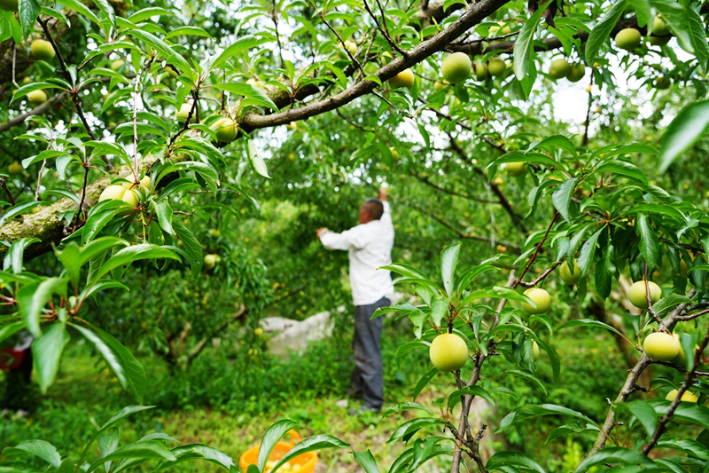 甜蜜出山 毕节纳雍河蜂糖李畅销昆明市场 (1).JPG