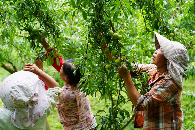 甜蜜出山，毕节纳雍河蜂糖李畅销昆明市场。