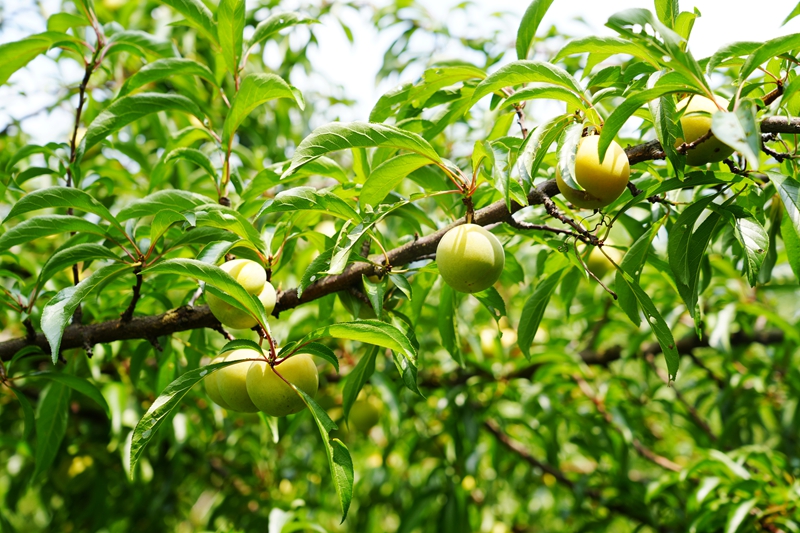 甜蜜出山，毕节纳雍河蜂糖李畅销昆明市场。