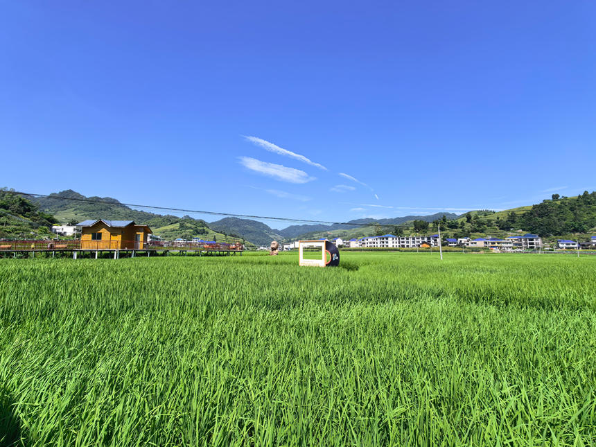 坝区稻田。