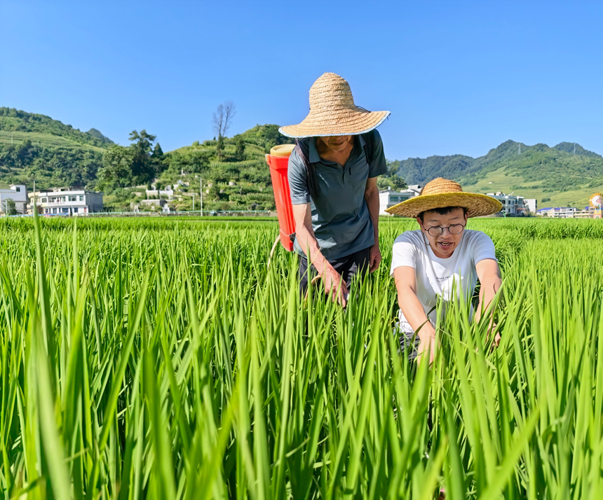 查看水稻抽穗情况。