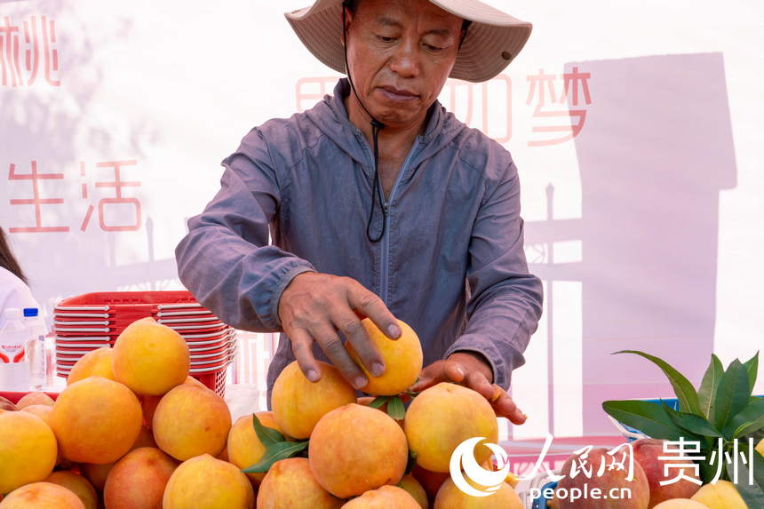 果农整齐码放永乐桃。人民网 黄小桃摄