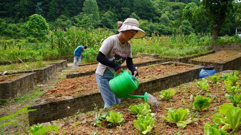 居住的旅客給自己種的菜澆水。