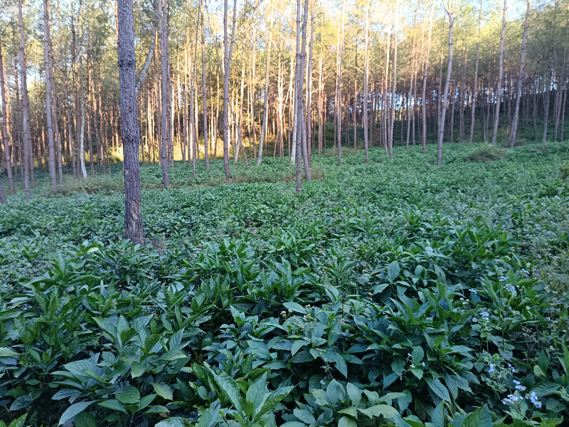 荔波縣小七孔鎮堯花村林下南板藍根種植基地。