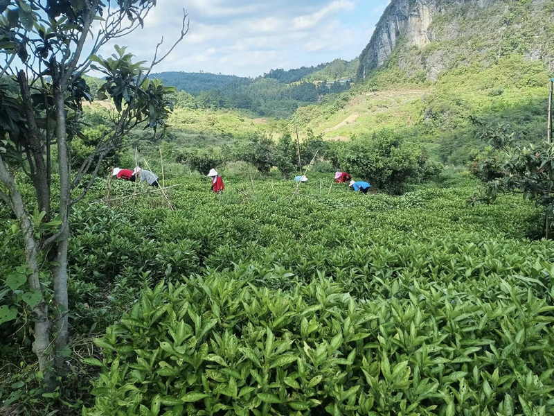 林下板蓝根种植。
