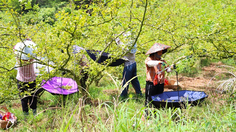 独山县基长镇花椒产业铺就致富路 (3)