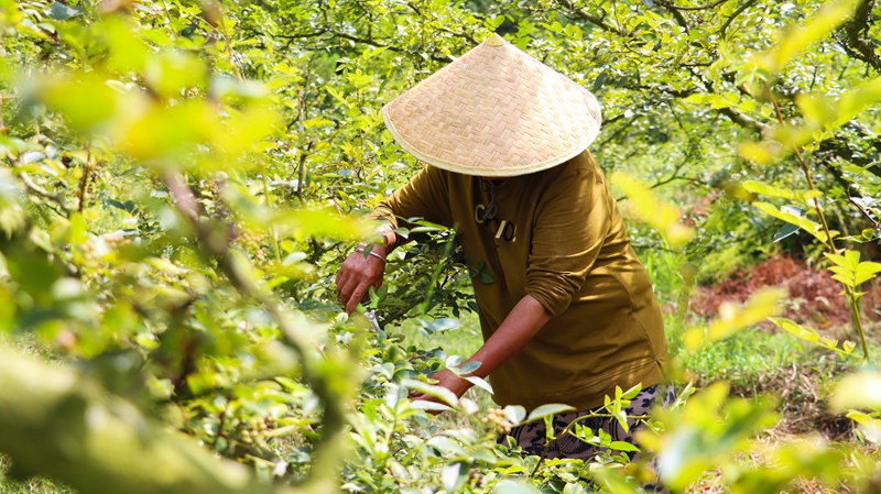 独山县基长镇花椒产业铺就致富路 (4)