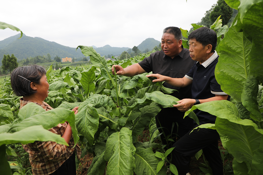 图为石阡县烟草部门工作人员到烟农种植基地、烘烤工场查看烟叶采烤情况。