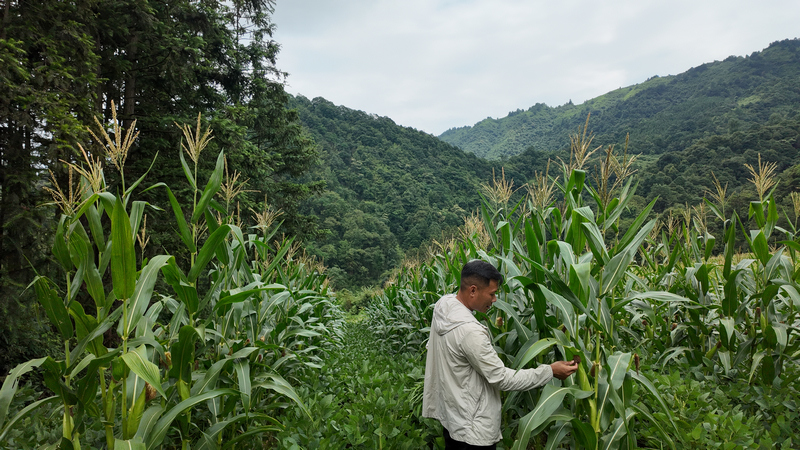 九龙村村民刘其坤查看家庭农场玉米长势。