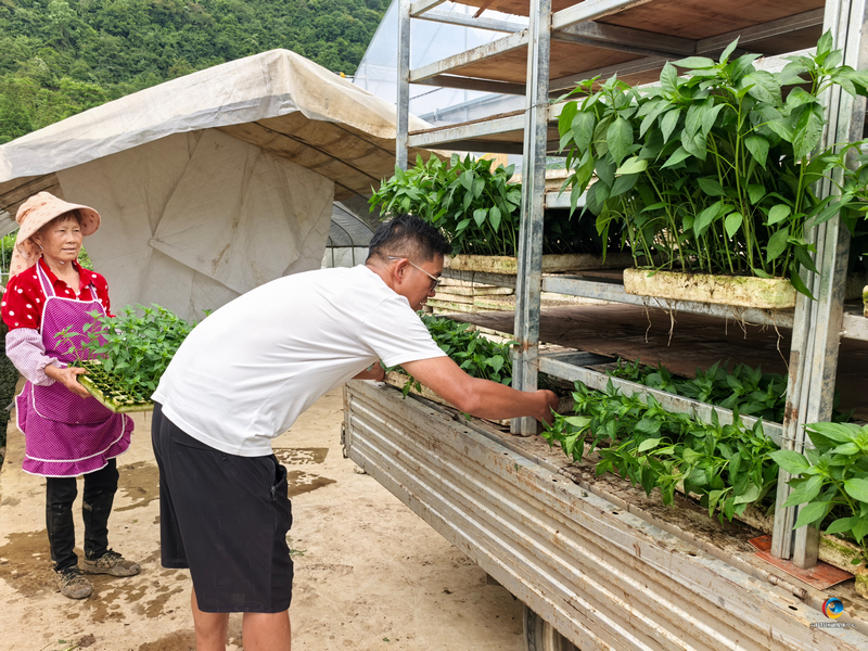 工人把培育好的蔬菜苗整齐码放、搬运上车。