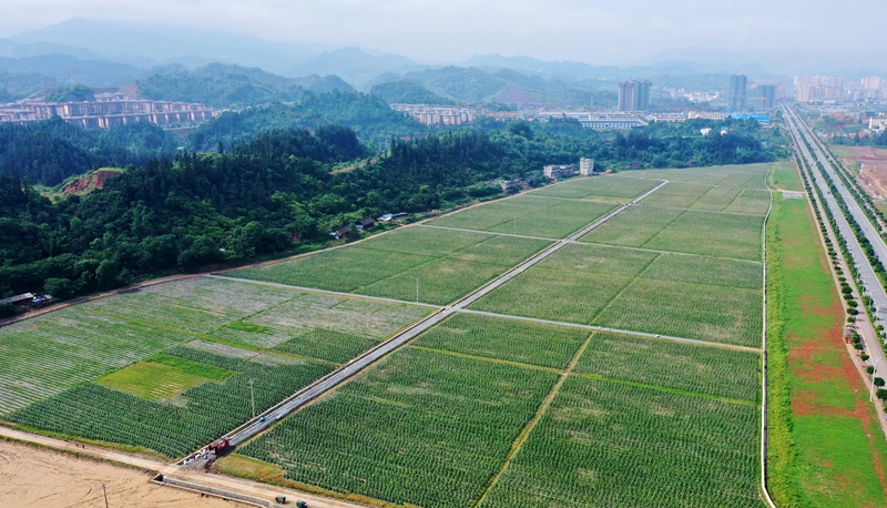 榕江县车江大坝蔬菜基地。李长华摄