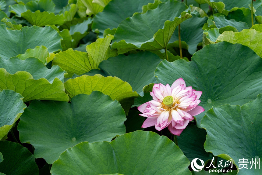 新荷亭亭，碧叶相映。人民网 黄小桃摄
